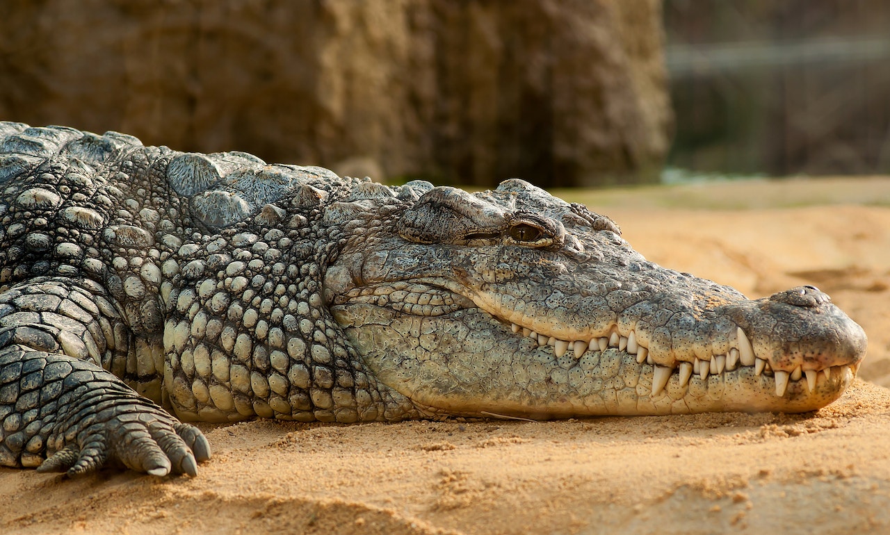 Rêver de crocodile La Signification de ce rêve