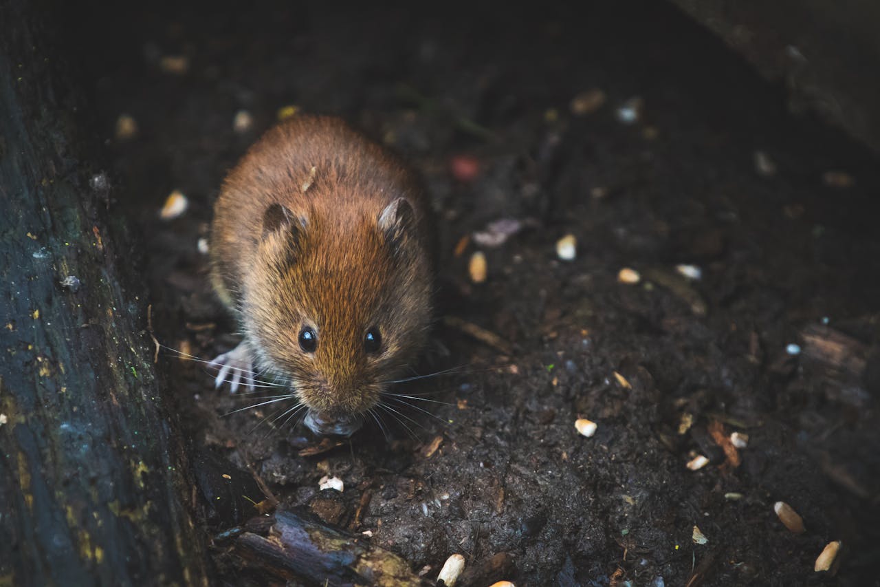Symbolique spirituelle et signification du rat Blog